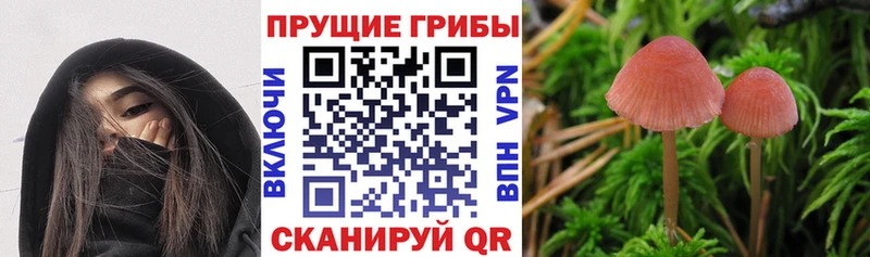 Галлюциногенные грибы прущие грибы  МЕГА ТОР  Купино 